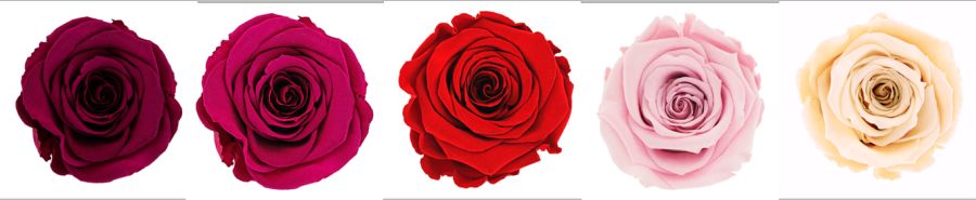 Stabilizované růže, pravé nevadnoucí růže - barvy